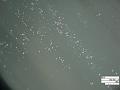 bcp niobium dust on surface